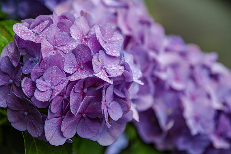 Hortensia, flor, verano, púrpura, Fondo de pantalla HD | Peakpx