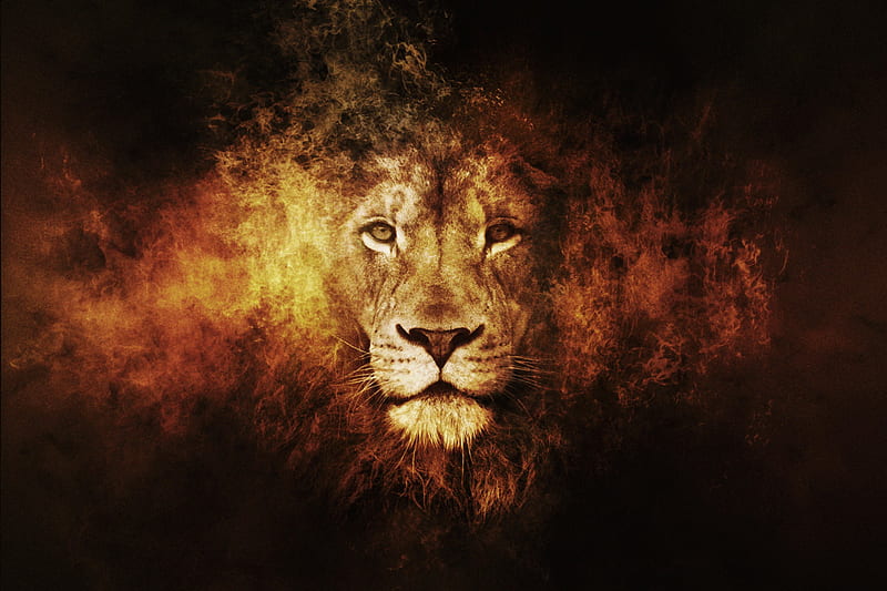 Lion, cool, Lion king, Fire, Animals, HD wallpaper