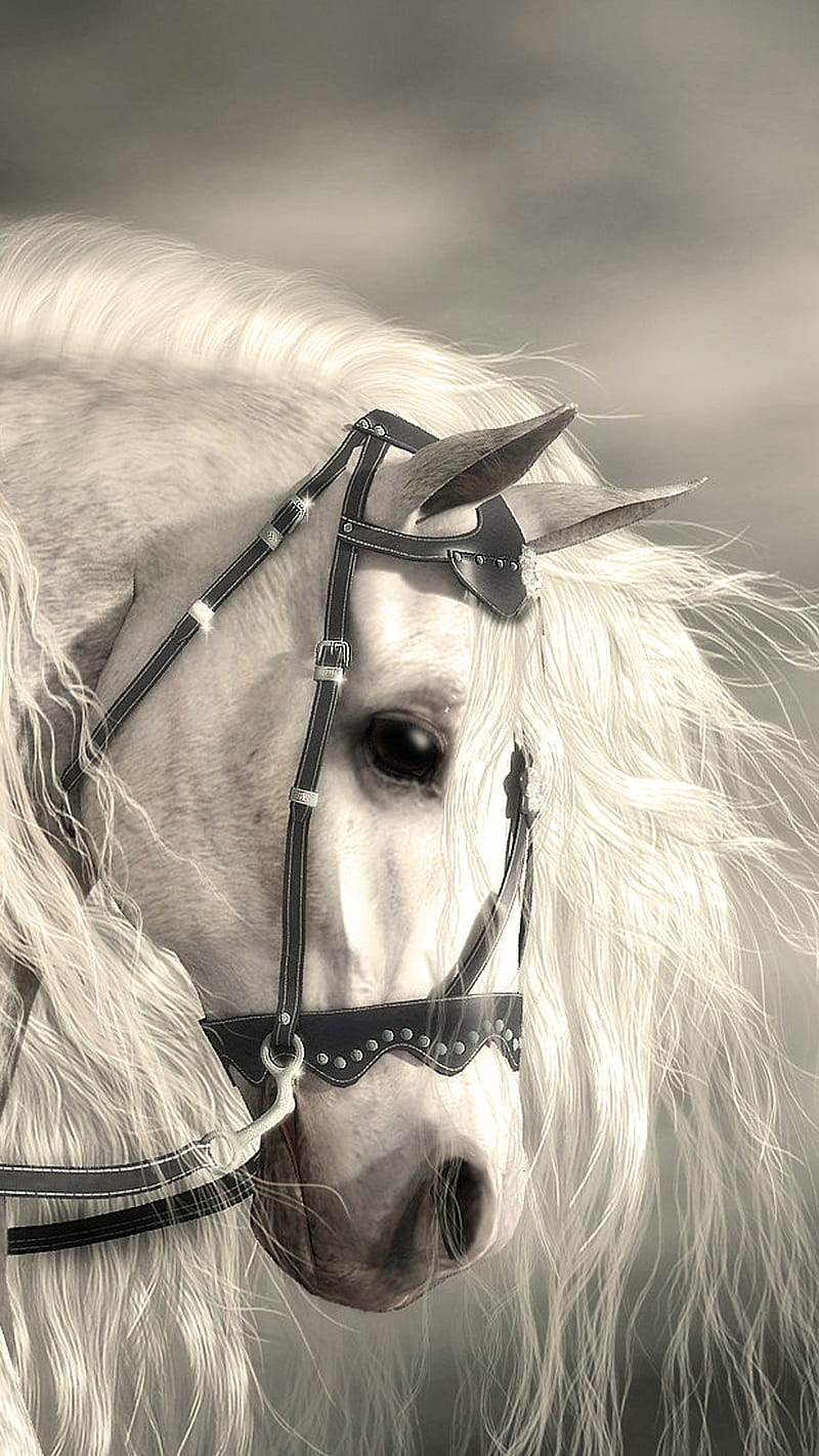 Horse, white, HD phone wallpaper