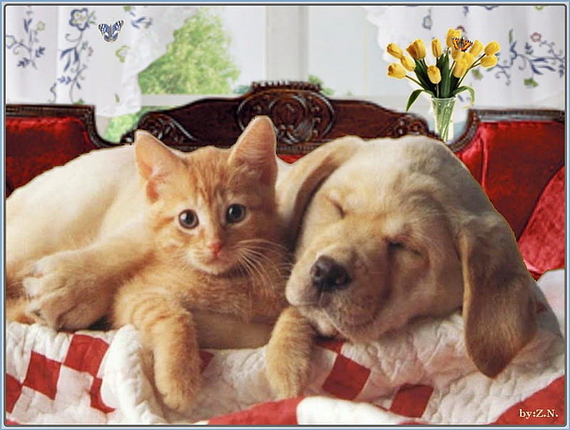 We are very good friends, tulips, cat, bed, dog, HD wallpaper