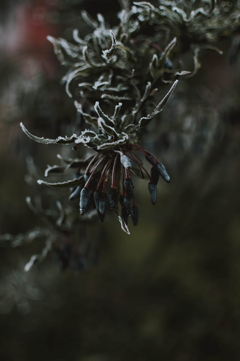 leaves, ice, macro, frost, branch, HD phone wallpaper