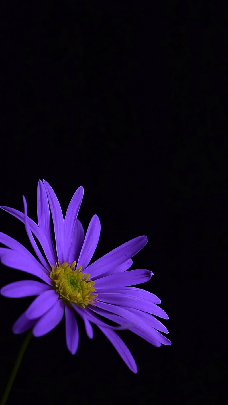 Flower, daisy, flowers, HD phone wallpaper