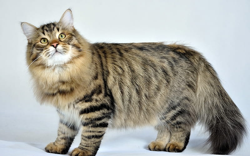 Siberian Cat, 4к, furry gray cat, pets, cute animals, domestic cat, HD wallpaper