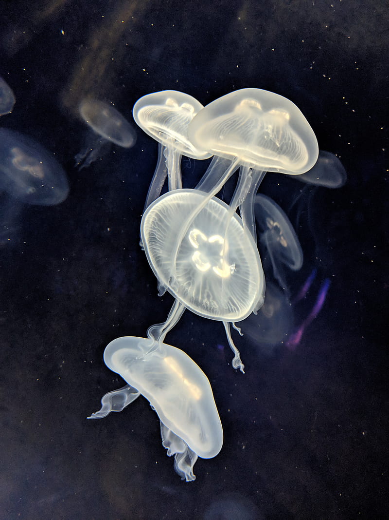Moon Jellyfish, animals, nature, HD phone wallpaper | Peakpx