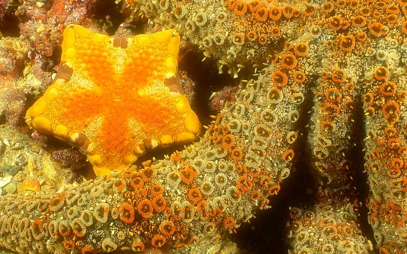 Starfish, yellow, underwater, nature, HD wallpaper