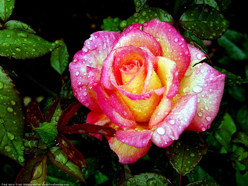 R O S E, colorful, leaves, rose, yellow, colors, drops, petals, pink, HD wallpaper