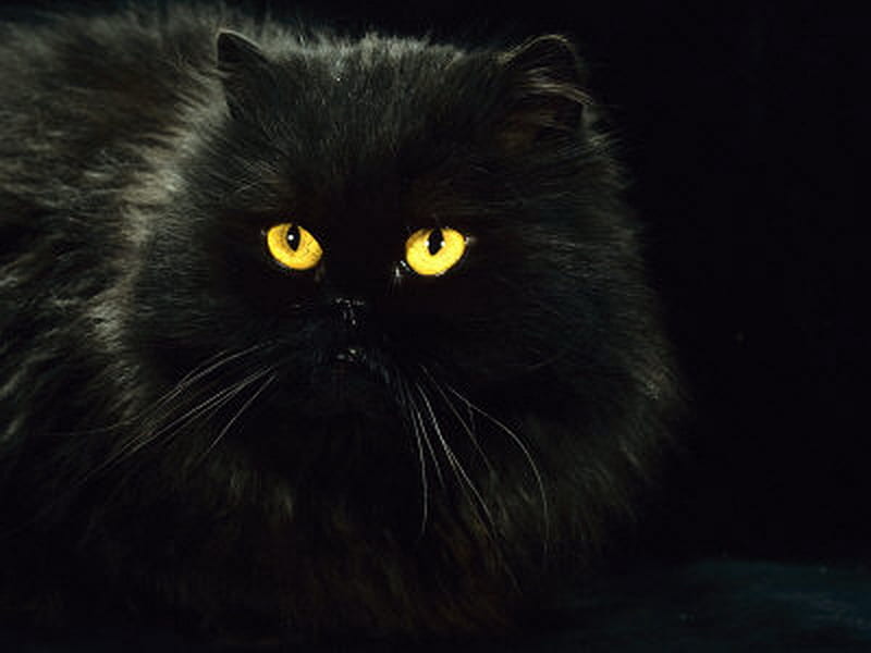 Lovely black persian cat, cute, cat, kitten, animal, HD wallpaper