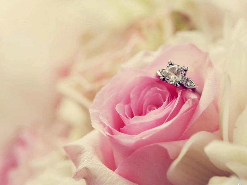 Pink commitment, ring, rose, pink, love, HD wallpaper