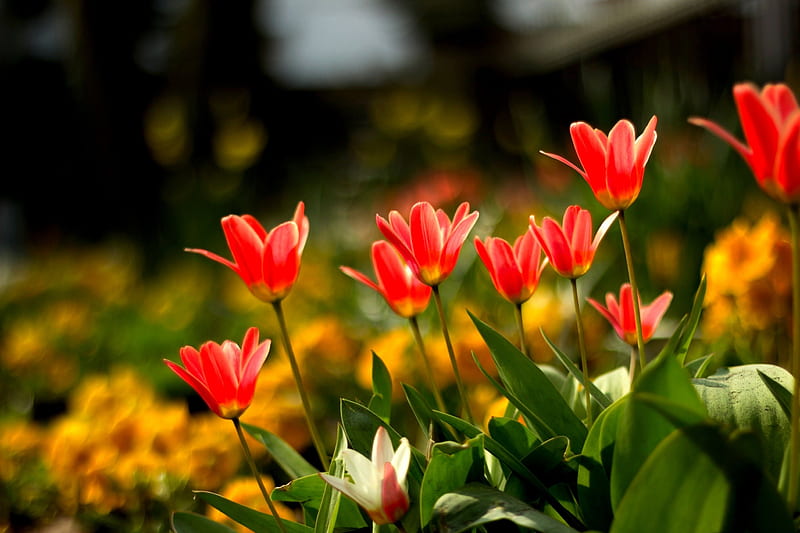 TULIP GARDEN, flower, summer, tulips, bed, HD wallpaper