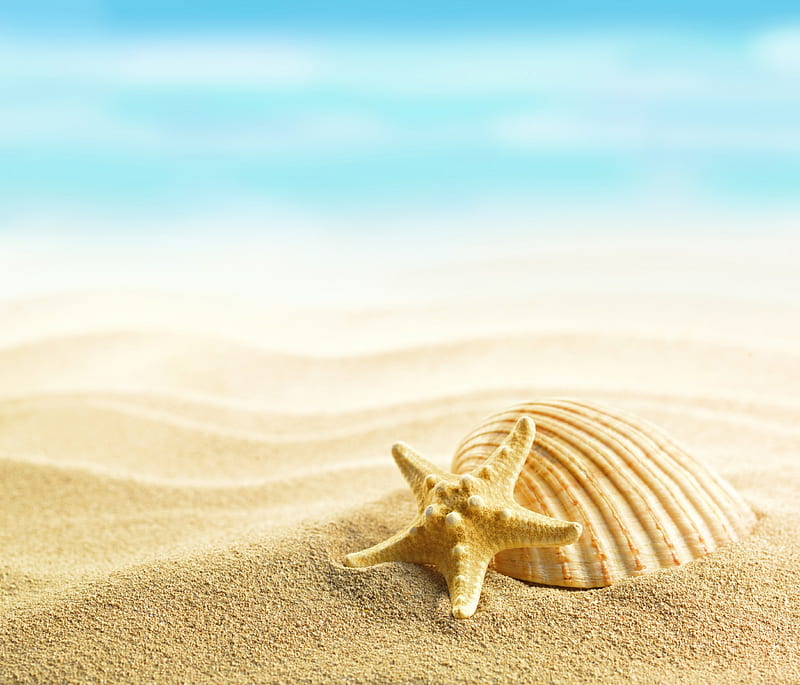 Seashells, beach, sand, summer time, summer, shells, starfish, HD wallpaper
