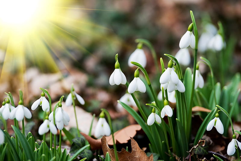 Spring flowers, early, snowdrop, sun, rays, flowers, bonito, spring, HD wallpaper