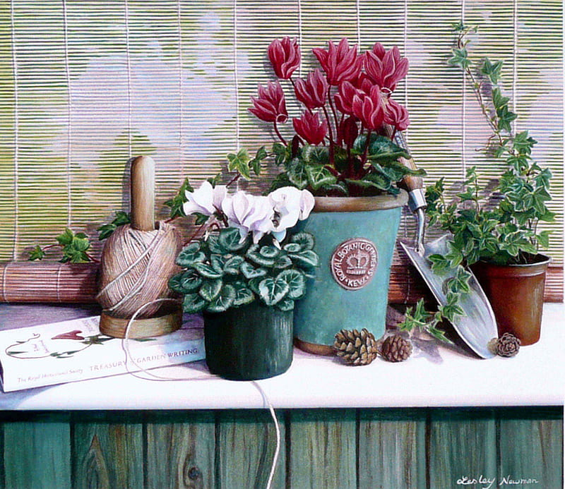 Cyclamens and Ivy, pretty, gardening, shelf, blinds, pine cones, pots, string, flowers, tools, HD wallpaper