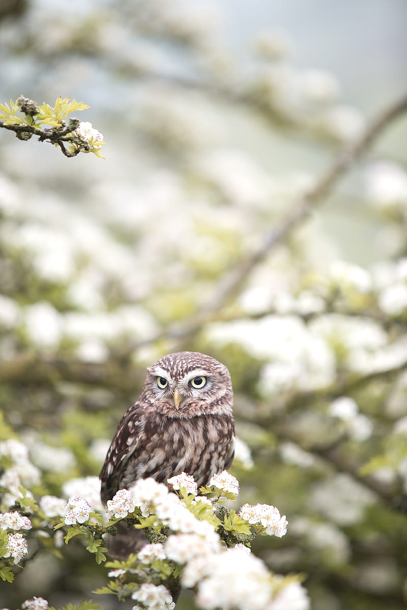 brown owl on tree branch in shallow focus graphy, HD phone wallpaper