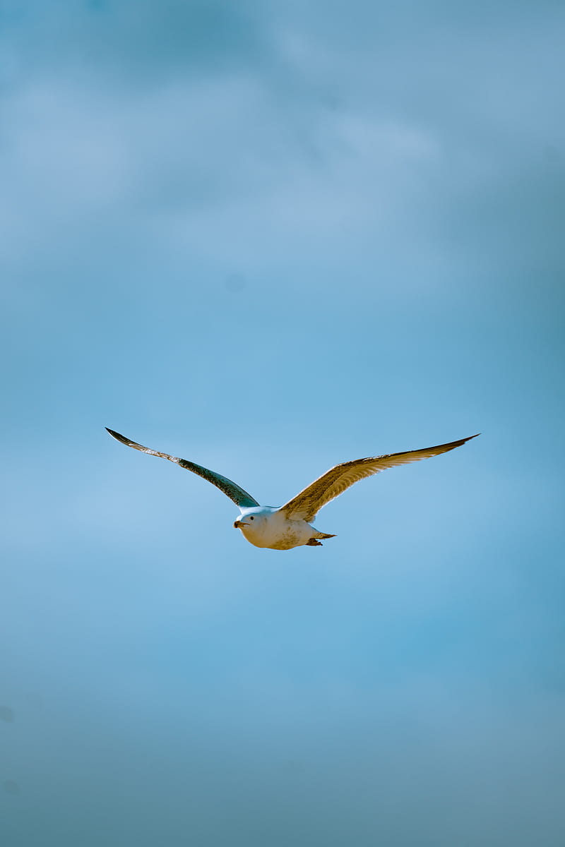 seagull, bird, flight, sky, HD phone wallpaper