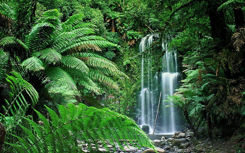 Beauchamp-Falls-Victoria-Australia, water, victoria, green, australia, beauchamp, waterfalls, falls, HD wallpaper