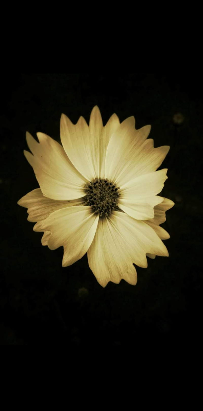 Antique Flower , amoled, black, daisy, dark, flowers, nature, old, HD phone wallpaper