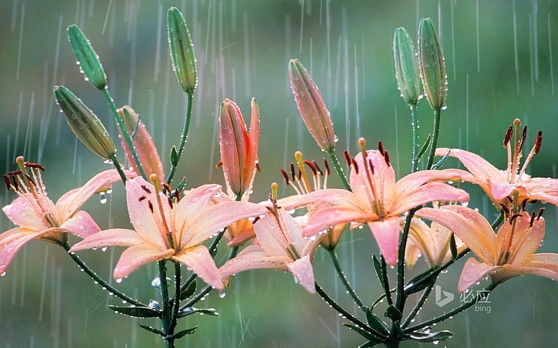 A Rainy Day, rain, Flowers, Buds, Nature, Lilies, HD wallpaper