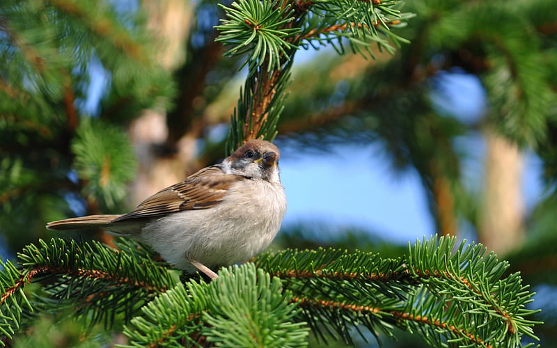 Lovely Little Sparrow on a Pine, birds, trees, branches, pines, animals, HD wallpaper