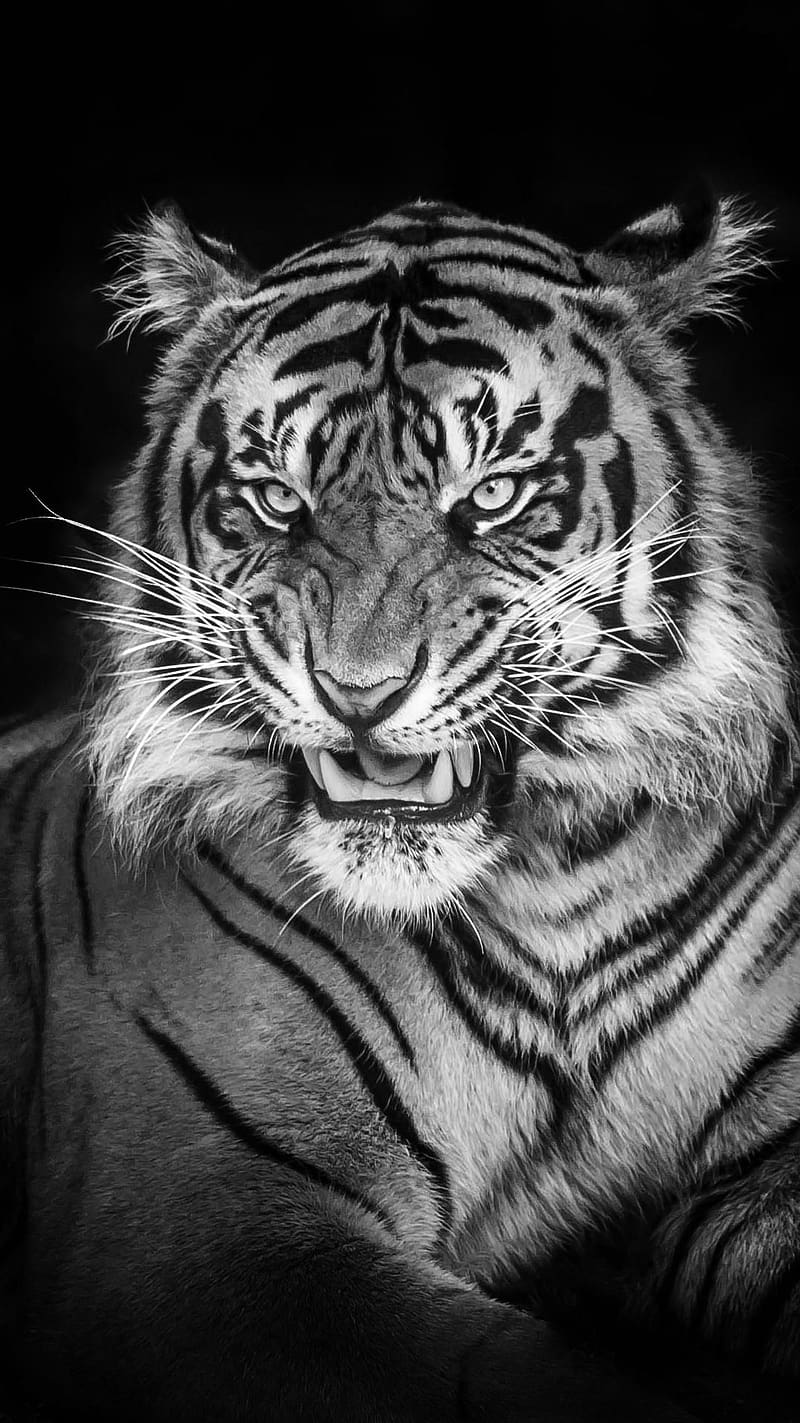 Black Tiger Roar, black tiger, roar, animal, cat family, black and white, HD phone wallpaper