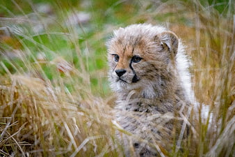 Cheetah Cub, cheetah, animals, cub, HD wallpaper