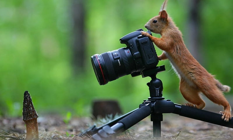 :), cute, camera, graphy, squirrel, HD wallpaper