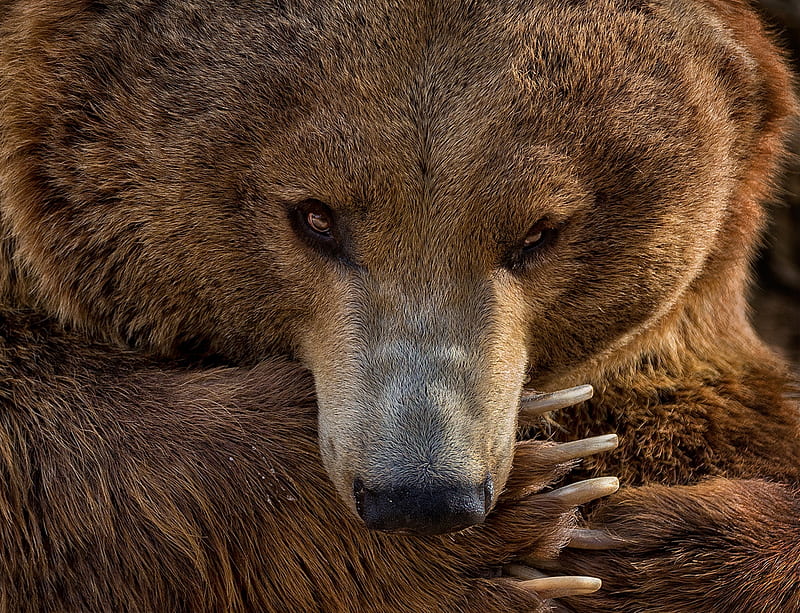 Bears, Bear, Paw, Wildlife, HD wallpaper