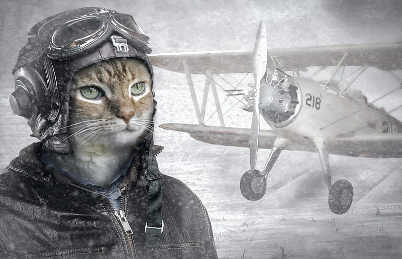 :-), airplane, fantasy, funny, pilot, creative, cat, pisici, HD wallpaper