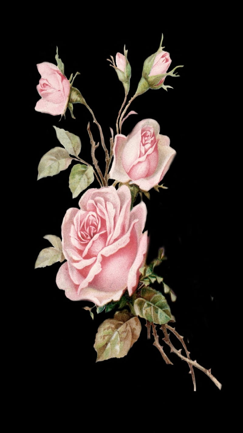 Rose In Bloom, antique, background, black, chic, fowers, pink, roses, shabby, vintage, HD phone wallpaper