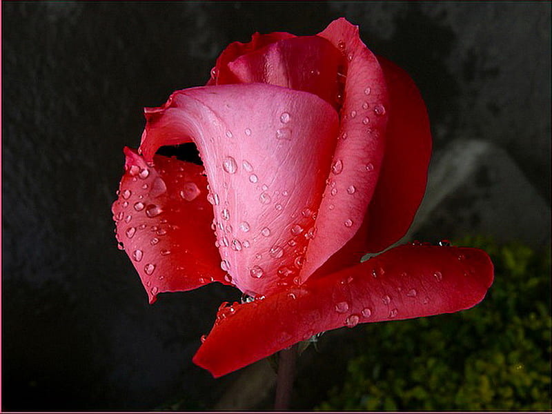 For the new friends on Nexus, red and pink rose, black background, budding, dew drops, green leaves, HD wallpaper