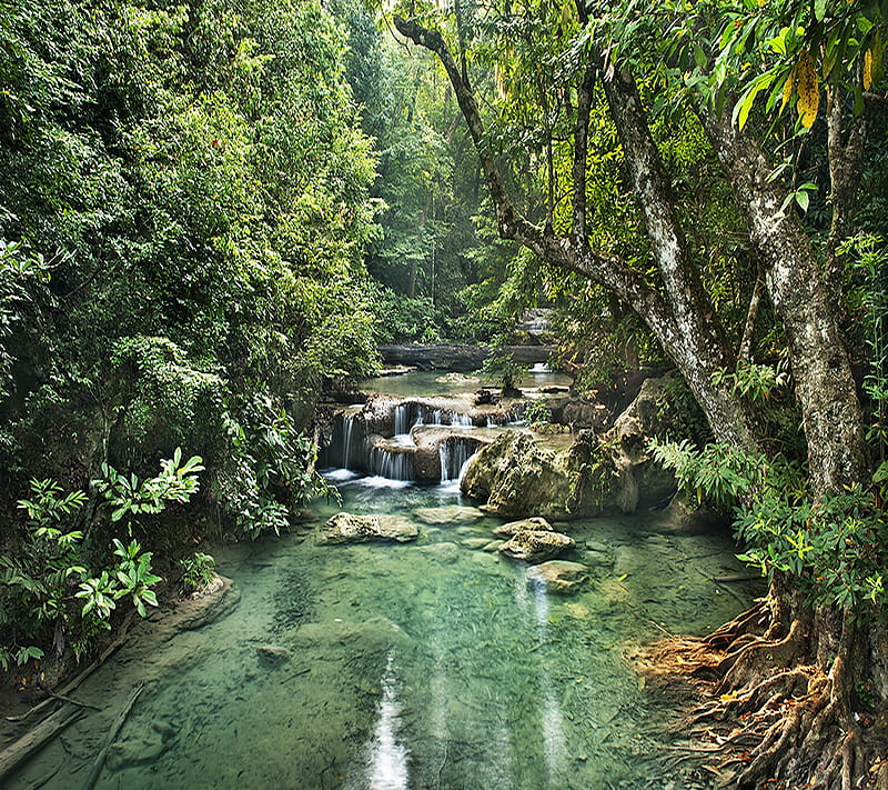 Forest river, nature, trees, HD wallpaper