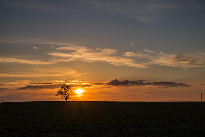 tree, sunset, horizon, sky, clouds, lonely, HD wallpaper