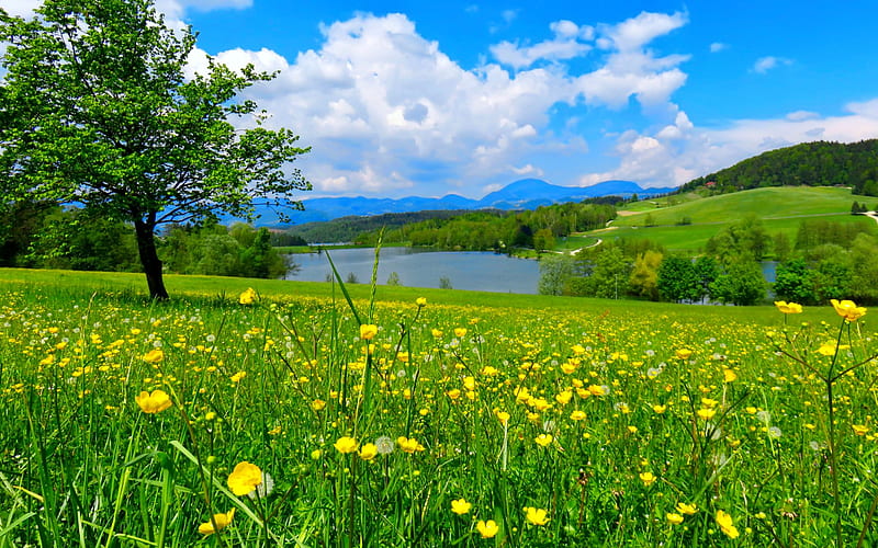 Green nature, pretty, dandelions, bonito, sky, lake, green, wildflowers, nature, field, landscape, meadow, HD wallpaper