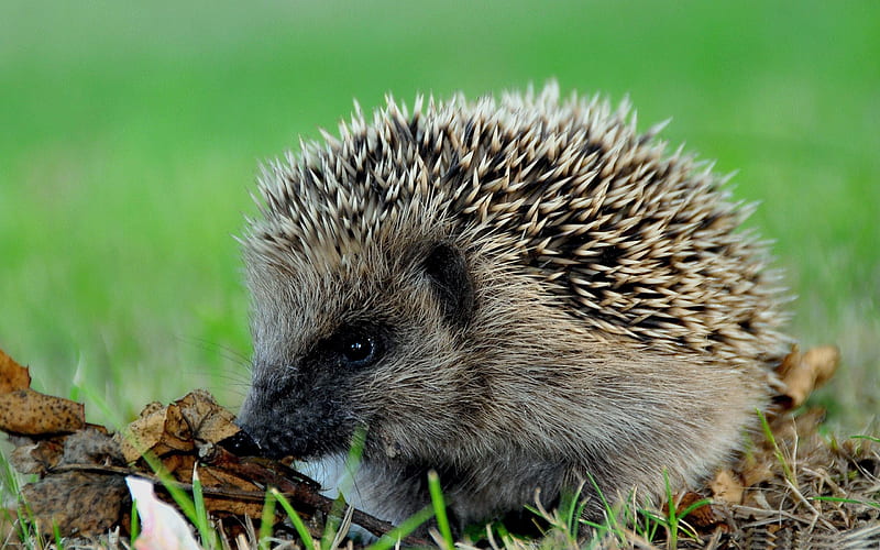 cute hedgehog-Wild Animal, HD wallpaper