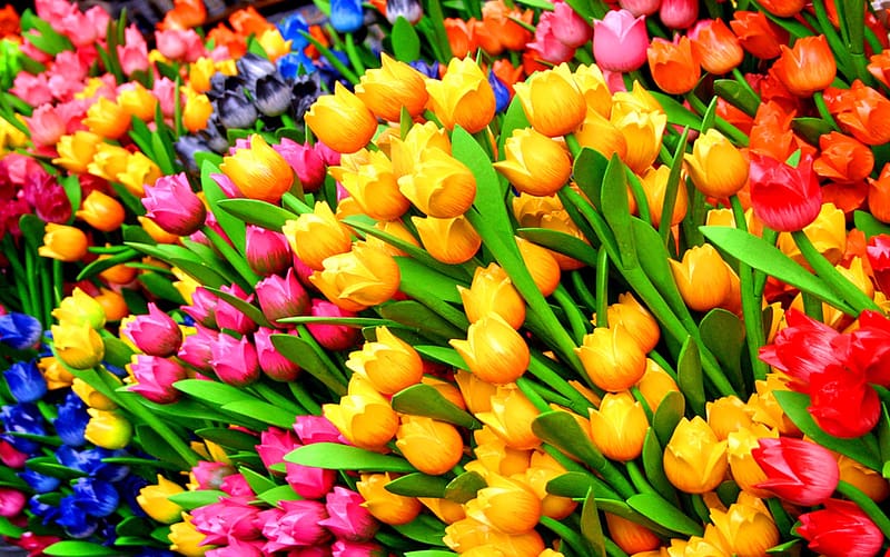 Flowers, Flower, Earth, Colors, Colorful, Tulip, Yellow Flower, Red Flower, Pink Flower, Orange Flower, Blue Flower, HD wallpaper