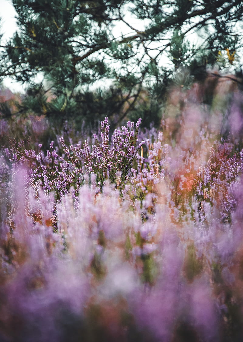 lavender, herb, field, wildflowers, HD phone wallpaper