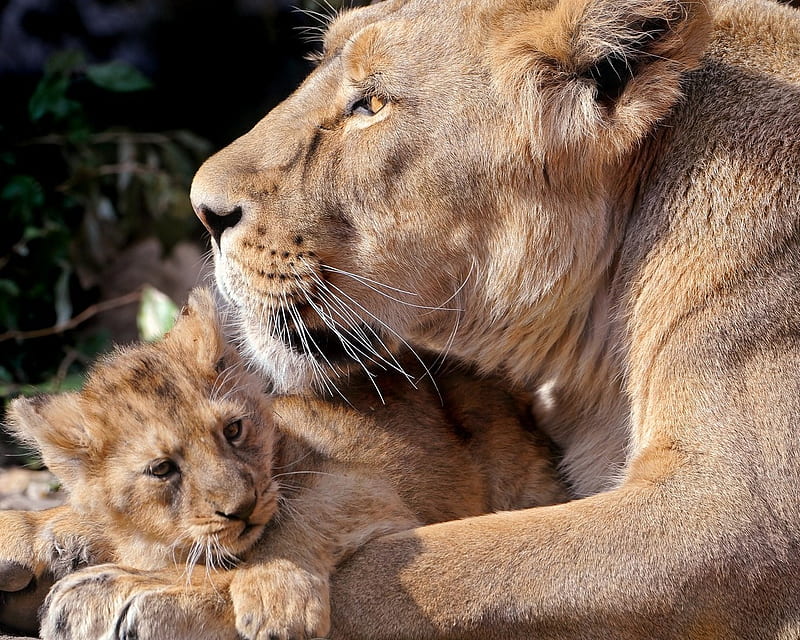 Female lion with her cub, cub, wildlife, baby, lion, HD wallpaper