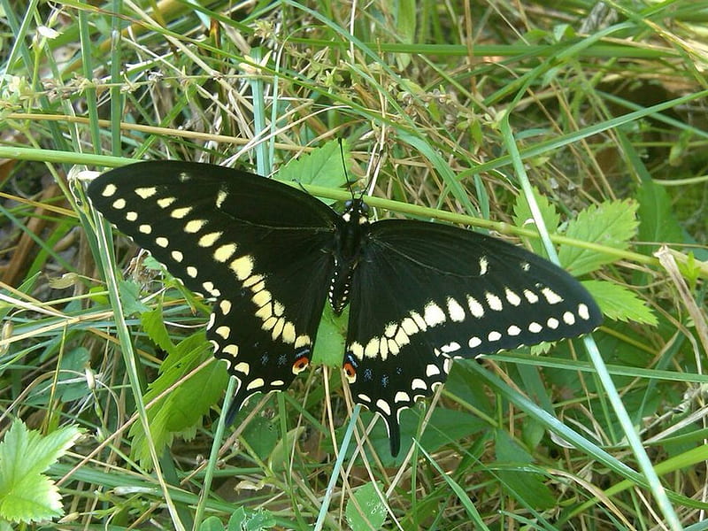 Swallowtail Butterfly, bonito, butterfly, swallowtail, HD wallpaper Swallowtail Butterfly, bonito, butterfly, swallowtail, HD wallpaper