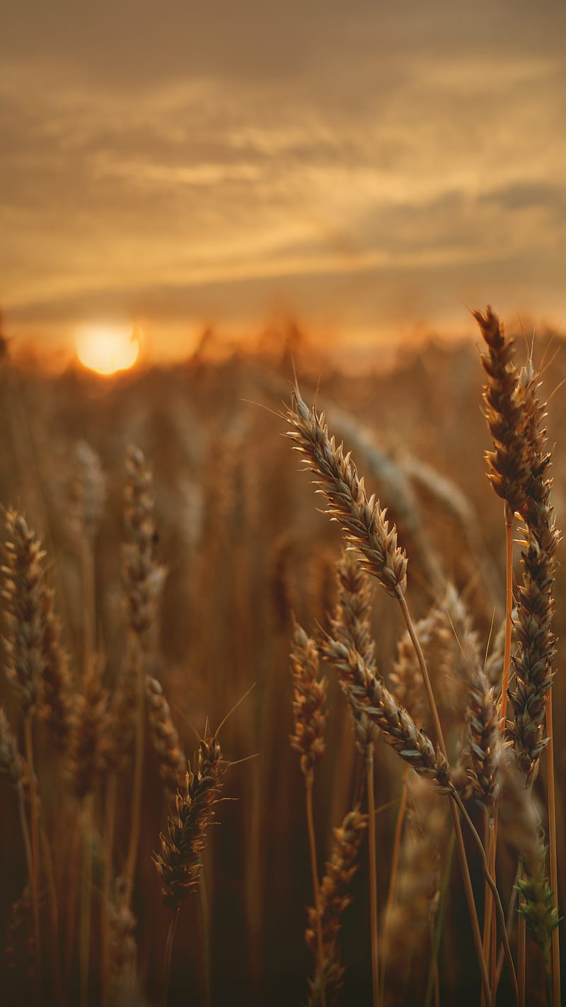 Sunset through wheat crop , sunlight, nature, HD phone wallpaper