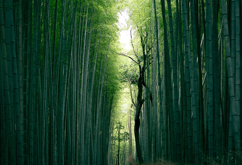 brown tree trunk between bamboo trees, HD wallpaper