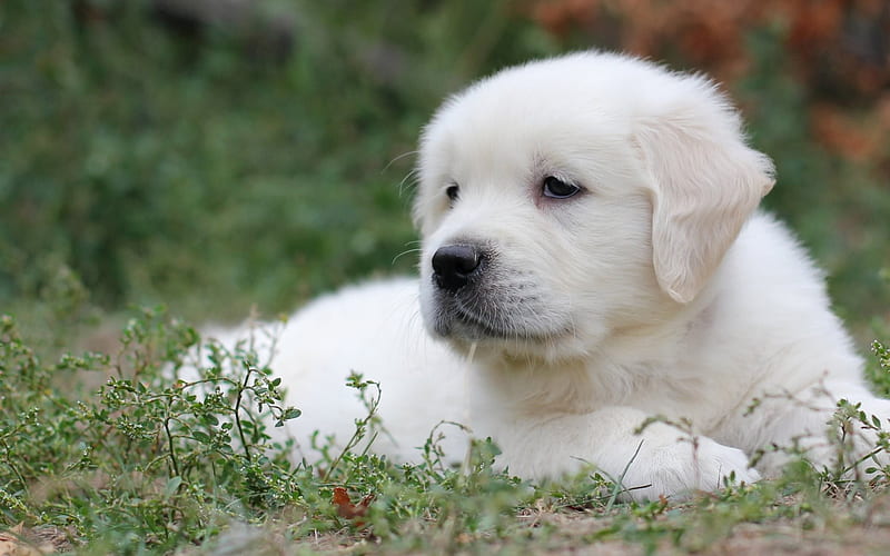 white labrador, puppy, grass, dogs, retriever, HD wallpaper