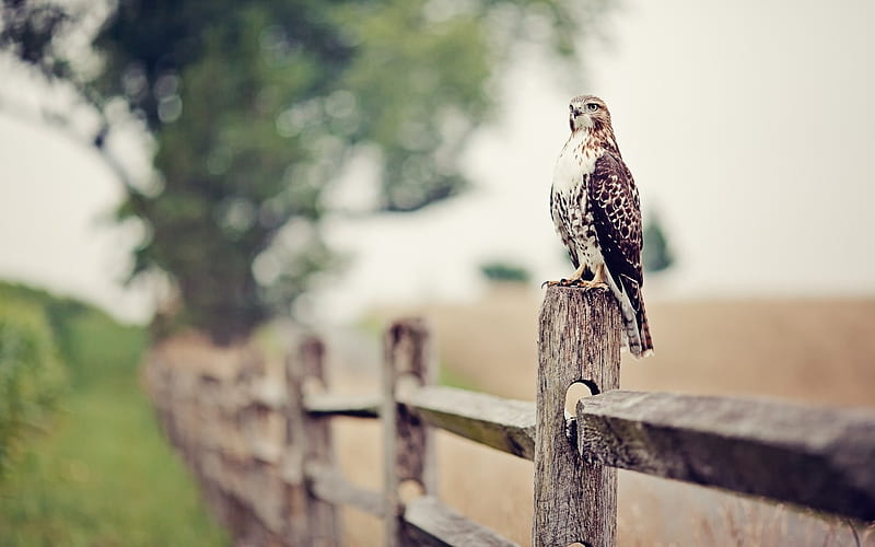 falcon eagle bird-Animal, HD wallpaper