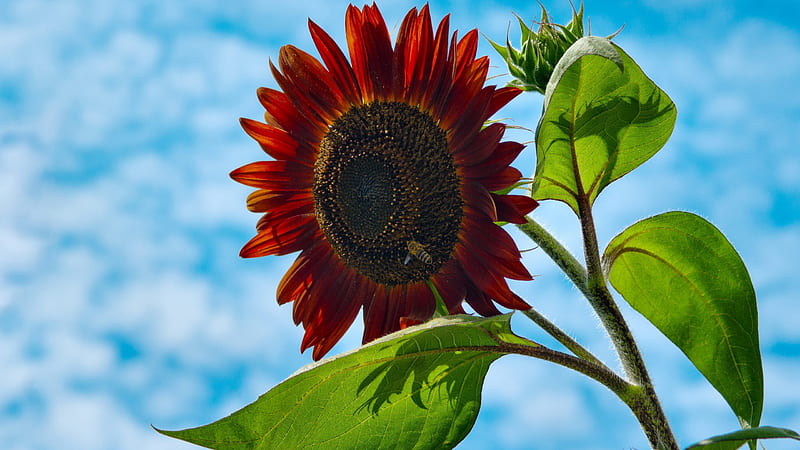 Single Red Sunflower With Blue And Cloudy Sky Flowers, HD wallpaper
