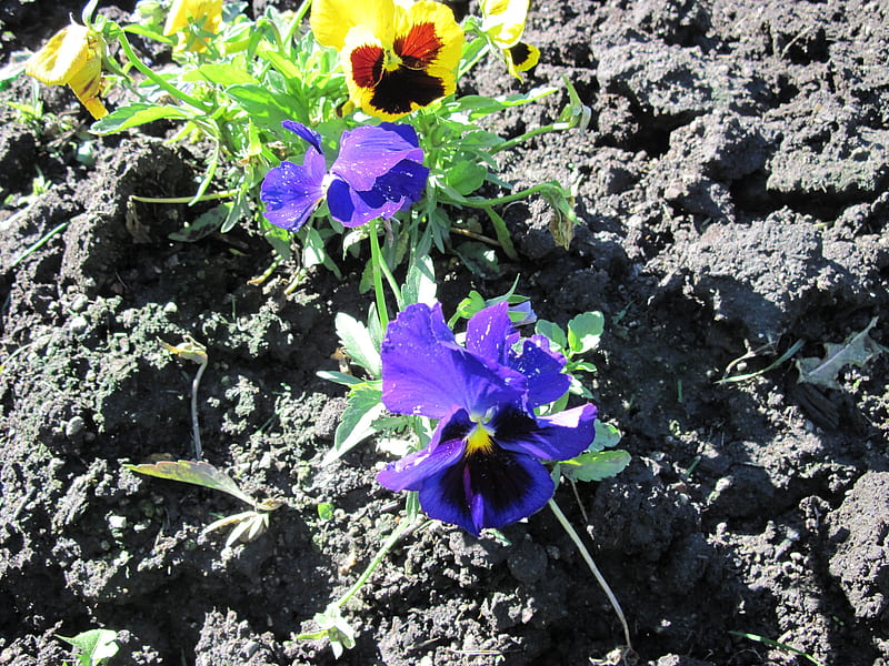 A remarkable day at Edmonton garden 47, brown, black, yellow, pansy, soil, graphy, purple, garden, Flowers, HD wallpaper