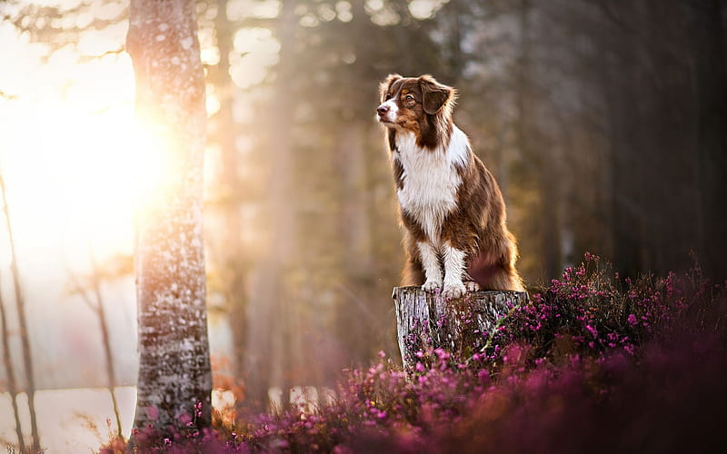 Brown Australian shepherd, forest, sunset, evening, Aussies, a beautiful fluffy dog, pets, dogs, HD wallpaper