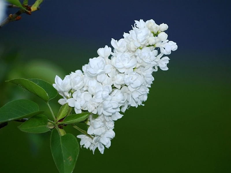 WHITE LILACS, LILAC, PRETTY, WHITE, FLOWERS, HD wallpaper | Peakpx