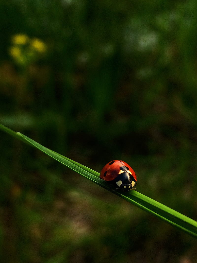 Ladybug, black, bugs, insects, nature, red, HD phone wallpaper