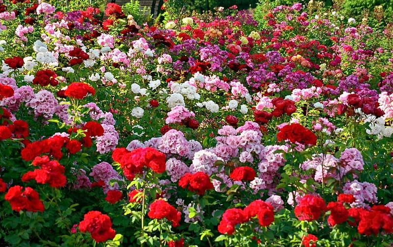 Colors of Roses, red, leaves, plants, blossoms, garden, white, pink, HD wallpaper