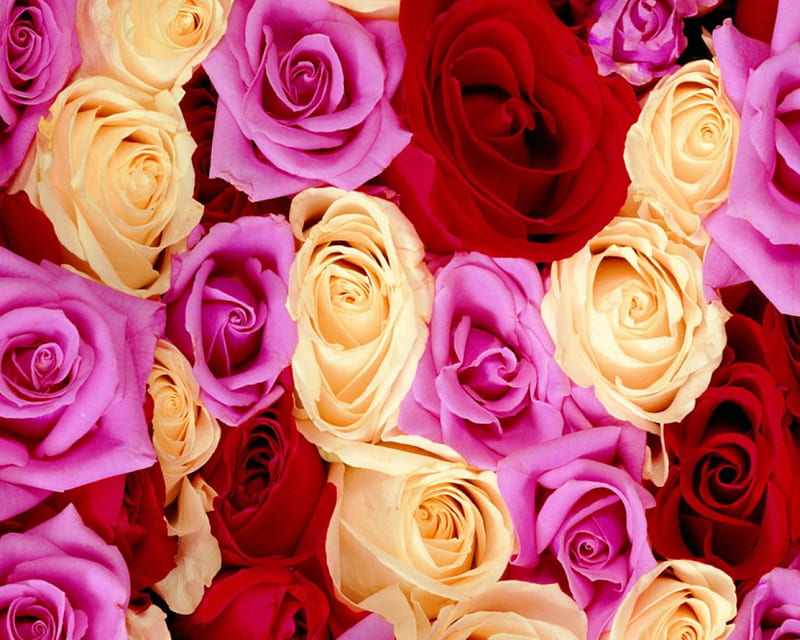 More and more roses, flowers, petals, roses, buds, HD wallpaper | Peakpx
