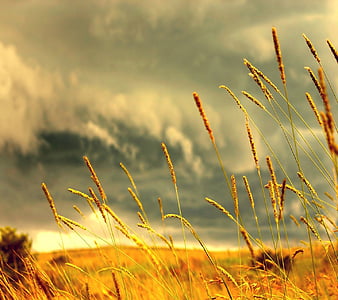 Golden field and sky, tree, sky, anture, field, HD wallpaper | Peakpx