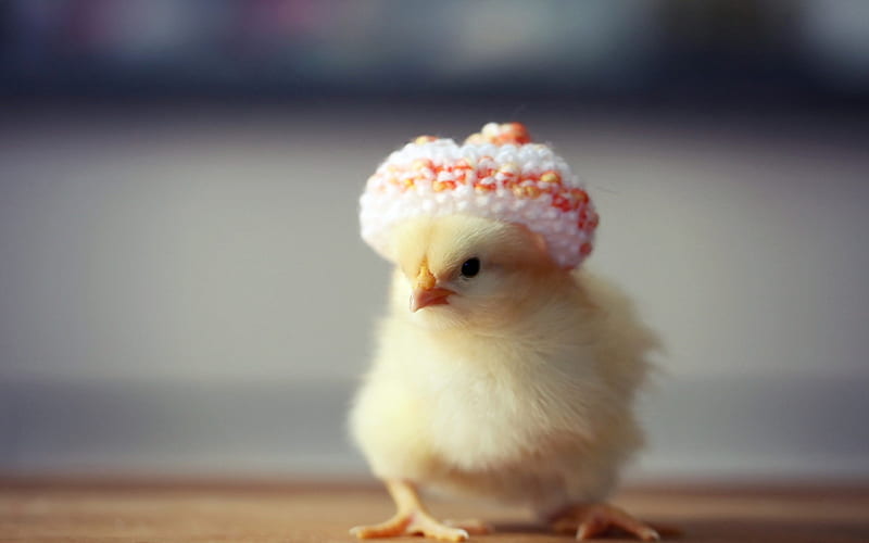 Chick And Hat, Cute, Yellow, Hat, Chick, HD wallpaper